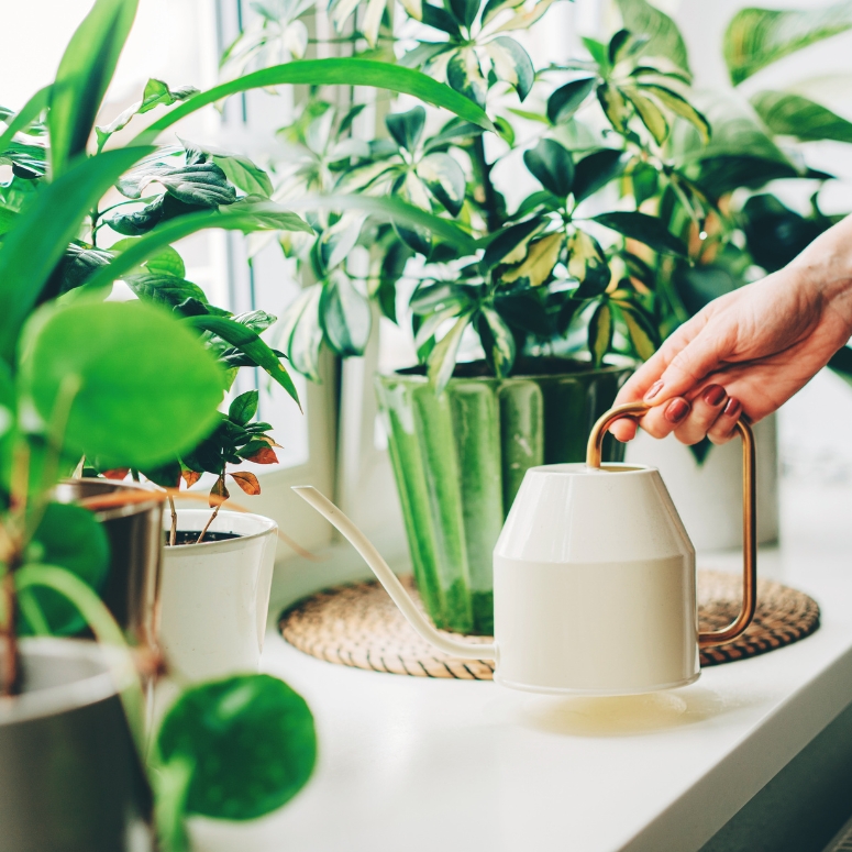 Photo inspiration: Gallery Detail: The Best Low Maintenance Plants For City Dwellers