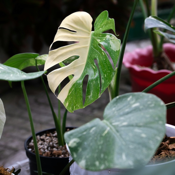 Monstera Thai Constellation A monstera leaf that is half white and half green with white speckles.