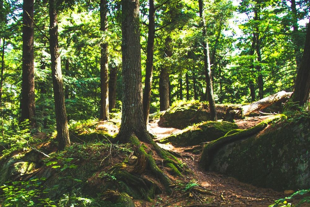 Canadian woodland