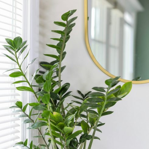 ZZ Plant A picture of a zz plant. It is dark green with many oval-shaped leaves along stems.