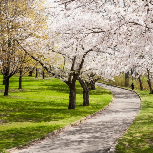 High Park — Toronto, ON jogging running uphill along an urban path lined with blooming cherry trees in the Spring in Toronto's High Park.