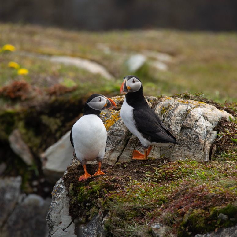 Two Atlantic puffins on rocky ground overlooking the Atlantic ocean in Elliston, Newfoundland