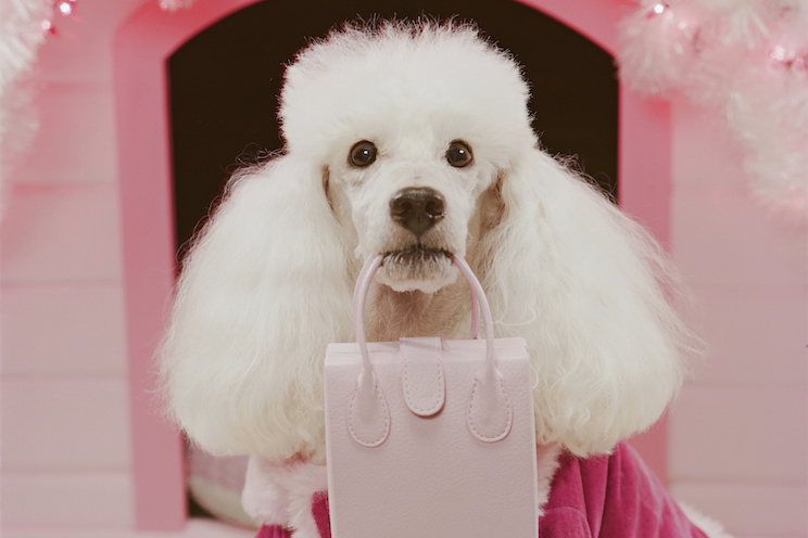 White poodle holding pink purse in front of pink dog house