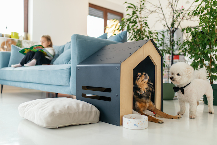 Girl in the background sitting cozy on sofa and reading magazine. Little dogs coming out from dog house and looking around