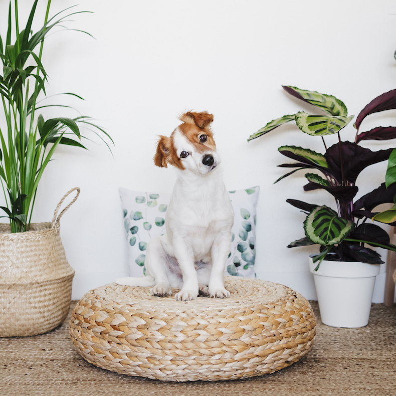 Dog staring while sitting on ottoman stool by houseplant decor at home