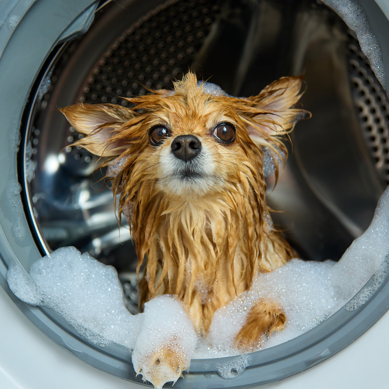 Cute red dog was washed in a washing machine. Wet, foaming German Spitz looks into the camera from the hatch. Concept of pet hygiene
