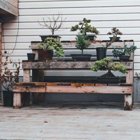 Various potted plans placed on benches.
