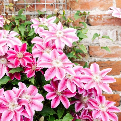 Pink flowers positioned on a fence that is attached to a brick wall.