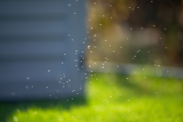 Mosquito swarm in backyard.