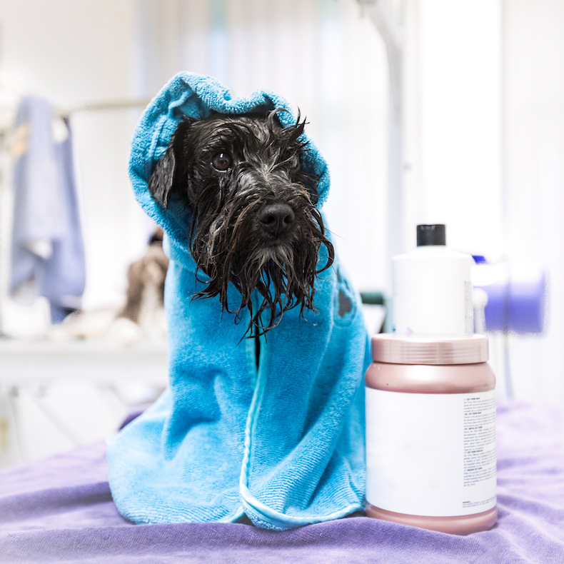 Wet Schnauzer Wrapped in Towel With Dog Hair Care Products .